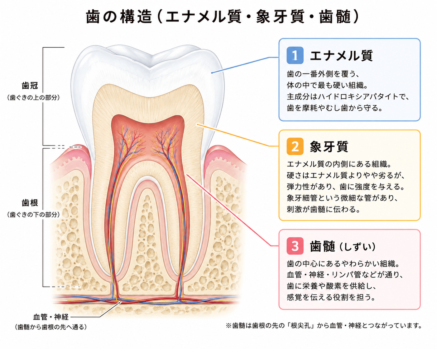 歯の構造（エナメル質・象牙質・歯髄）の図解
